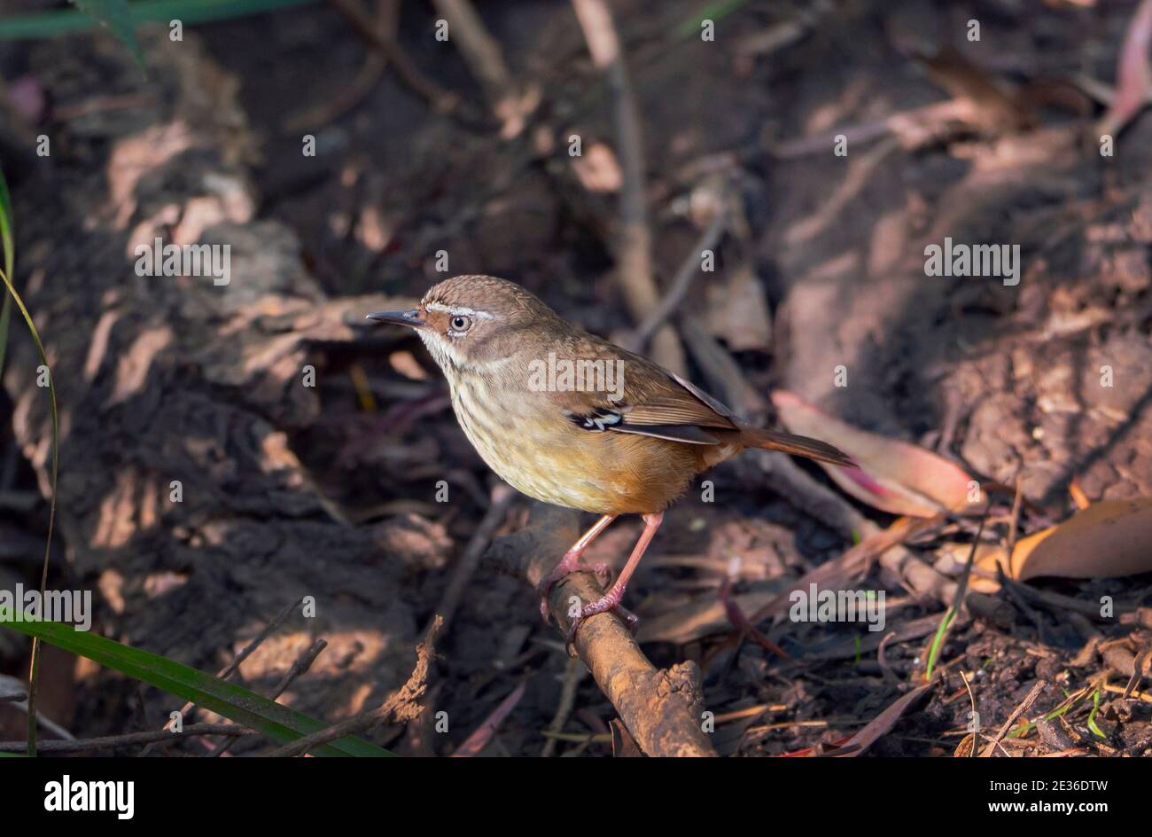 Spotted Scrubwren, Sericornis maculatus, (White Browed Scrubwren) Nahrungssuche in Western Australia Stockfoto