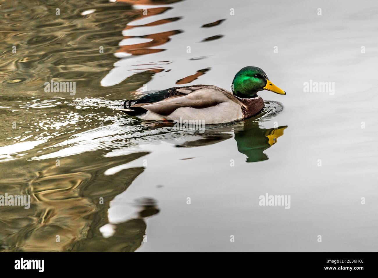 Vögel und Tiere im Wildtierkonzept. Erstaunliche Stockente schwimmt in See oder Fluss mit blauem Wasser unter Sonnenlicht Landschaft. Nahaufnahme Perspektive von Fu Stockfoto