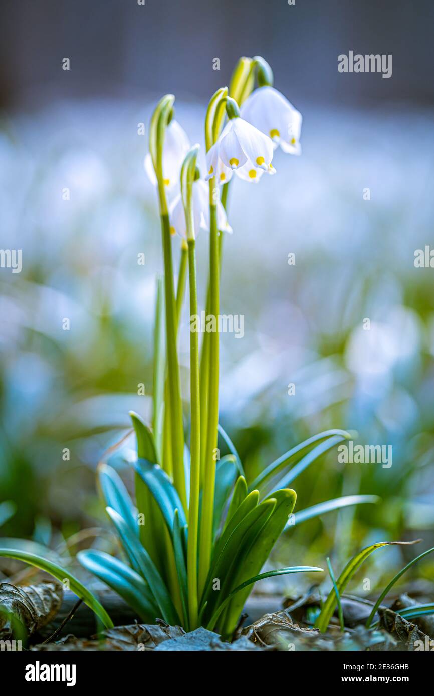 Leucojum vernum oder Frühjahr Schneeflocke - blühende weiße Blüten im Frühjahr im Wald, Nahaufnahme Makro-Bild. Stockfoto