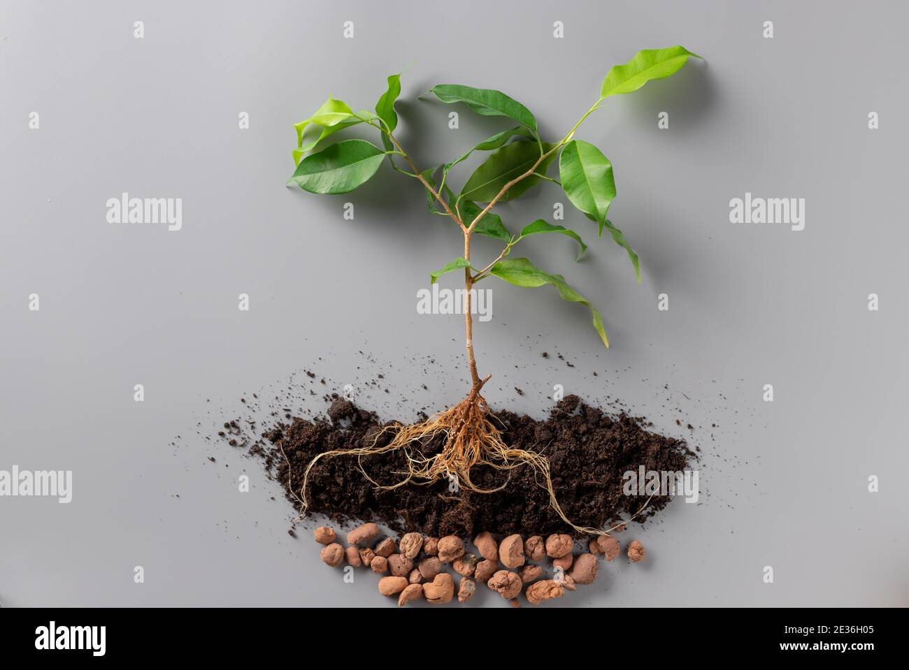 Junge grüne Pflanze mit Erde und Drainage auf grauem Hintergrund. Neues Leben und Frühlingskonzept. Stockfoto