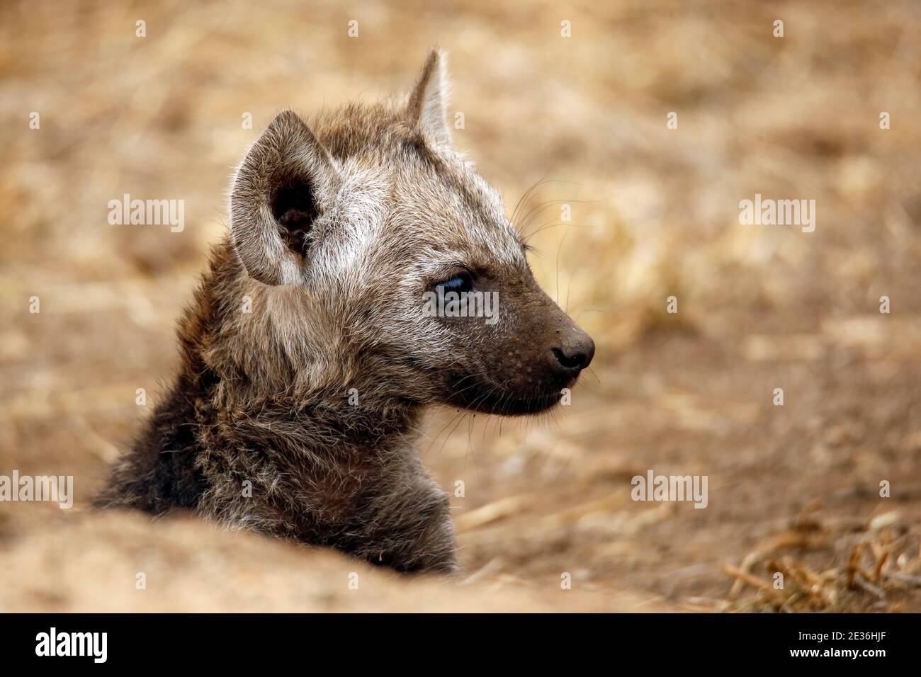 Gepunkteter Hyena Cub (Crocuta crocuta) im Profil. Kruger Park, Südafrika Stockfoto