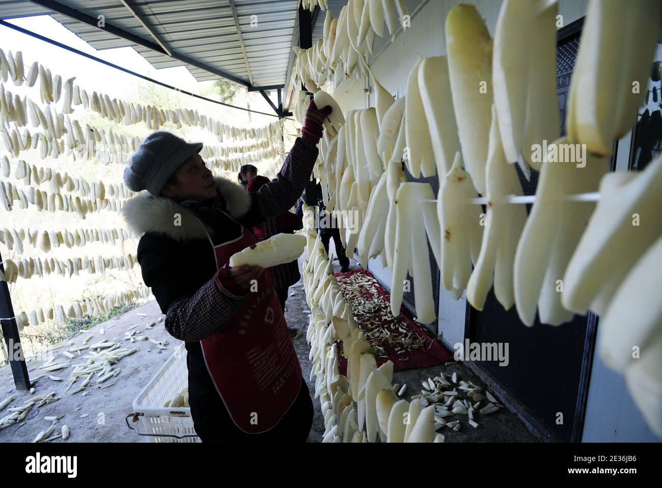 Lokale Bauern sammeln weiße Radieschen und trocknen sie im Dorf Guangyi, Gemeinde Shimen, Bezirk Yunyang, Chongqing, China, 14. Januar 2021. Getrocknetes Rad Stockfoto