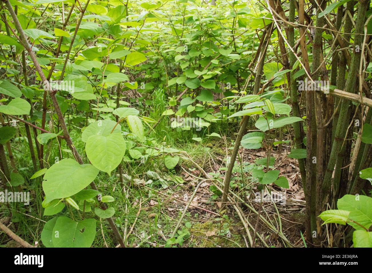 Ein üppiger Klumpen japanischer Knotweed : eine hoch invasive Pflanze, die auch essbar ist, ähnlich wie Rhabarber Stockfoto