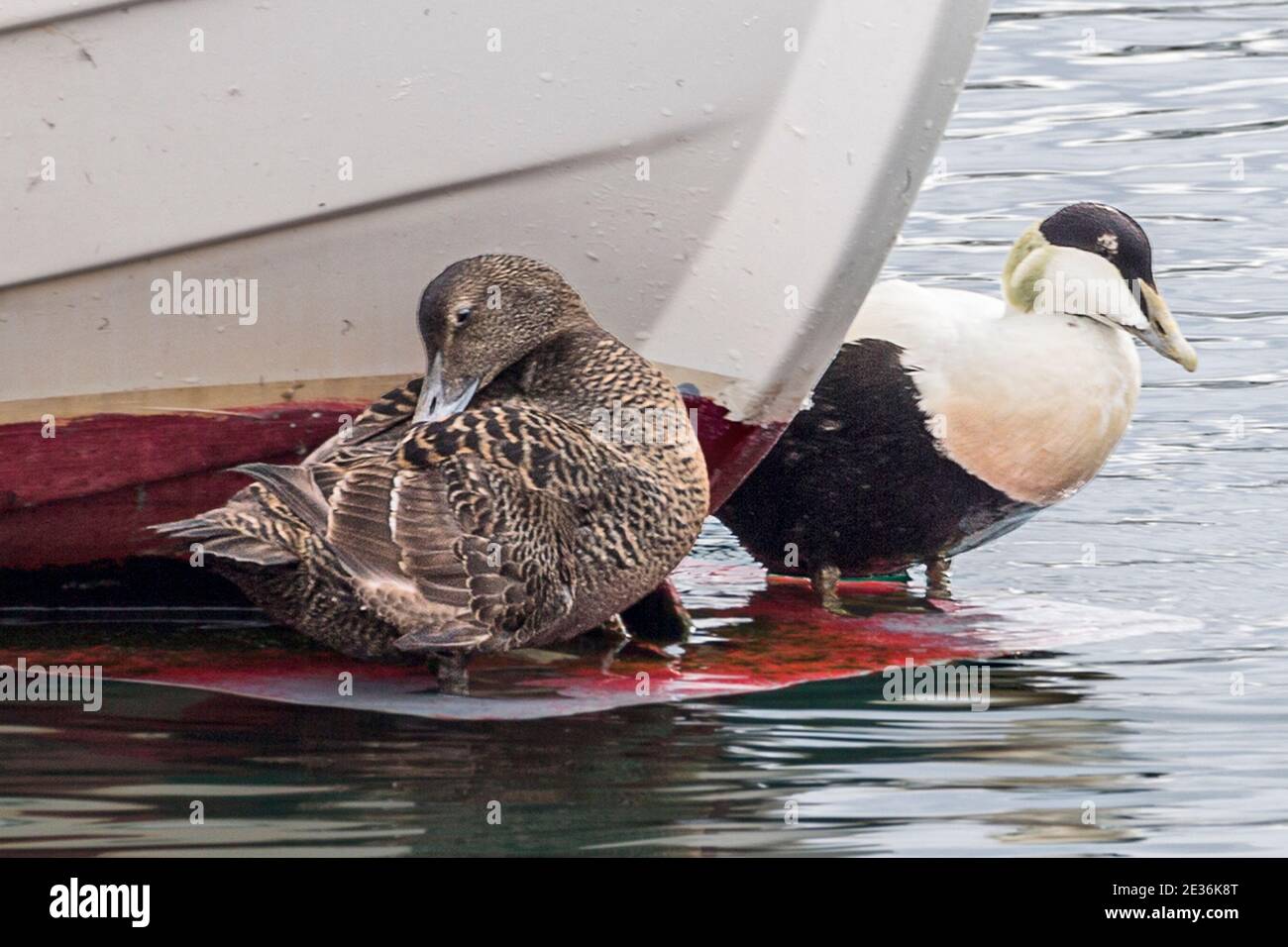 Ausruhen auf dem Boot im Hafen: Männliche und weibliche Seeeider, Somateria mollissima, Torshavn, Streymoy Island, Färöer Inseln Stockfoto