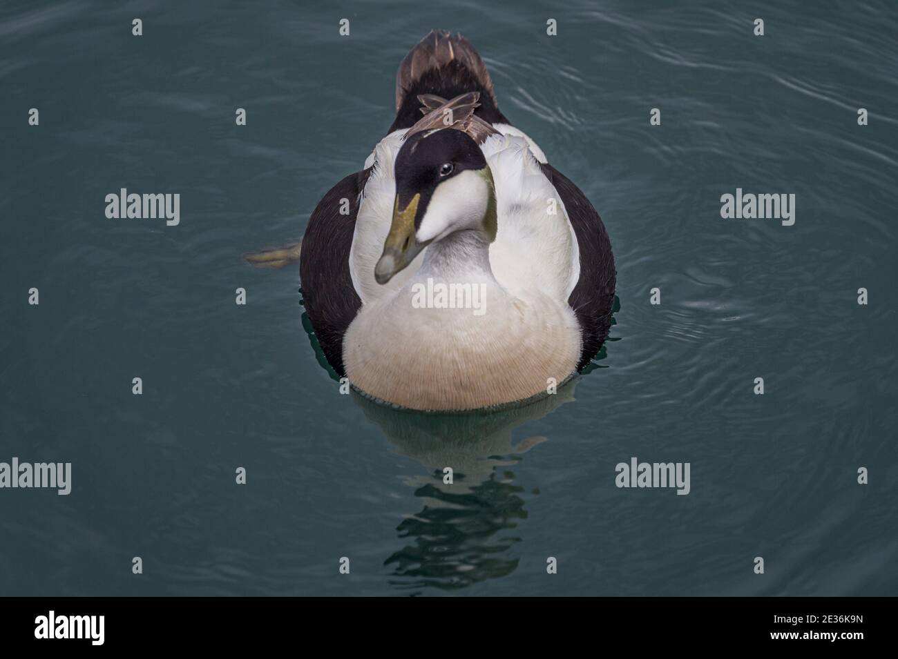Männchen Gemeine Eeiderente, Somateria mollissima, Torshavn, Streymoy Island, Färöer-Inseln Stockfoto