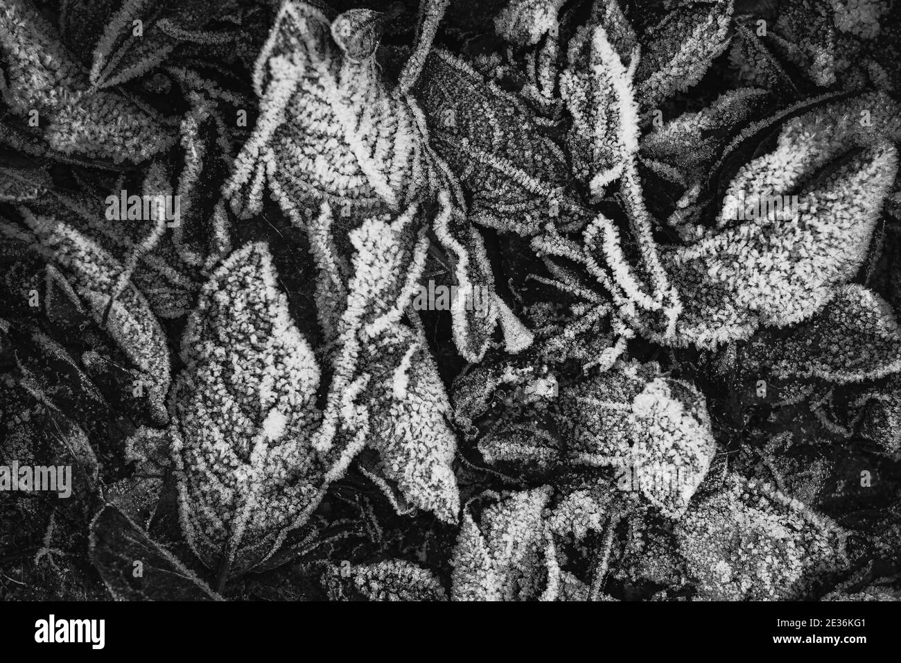 Eine Gruppe von gefallenen gefrorenen Herbstblättern am Morgen auf dem Boden. Ein leicht getöntes Schwarz-Weiß-Bild. Textur Stockfoto