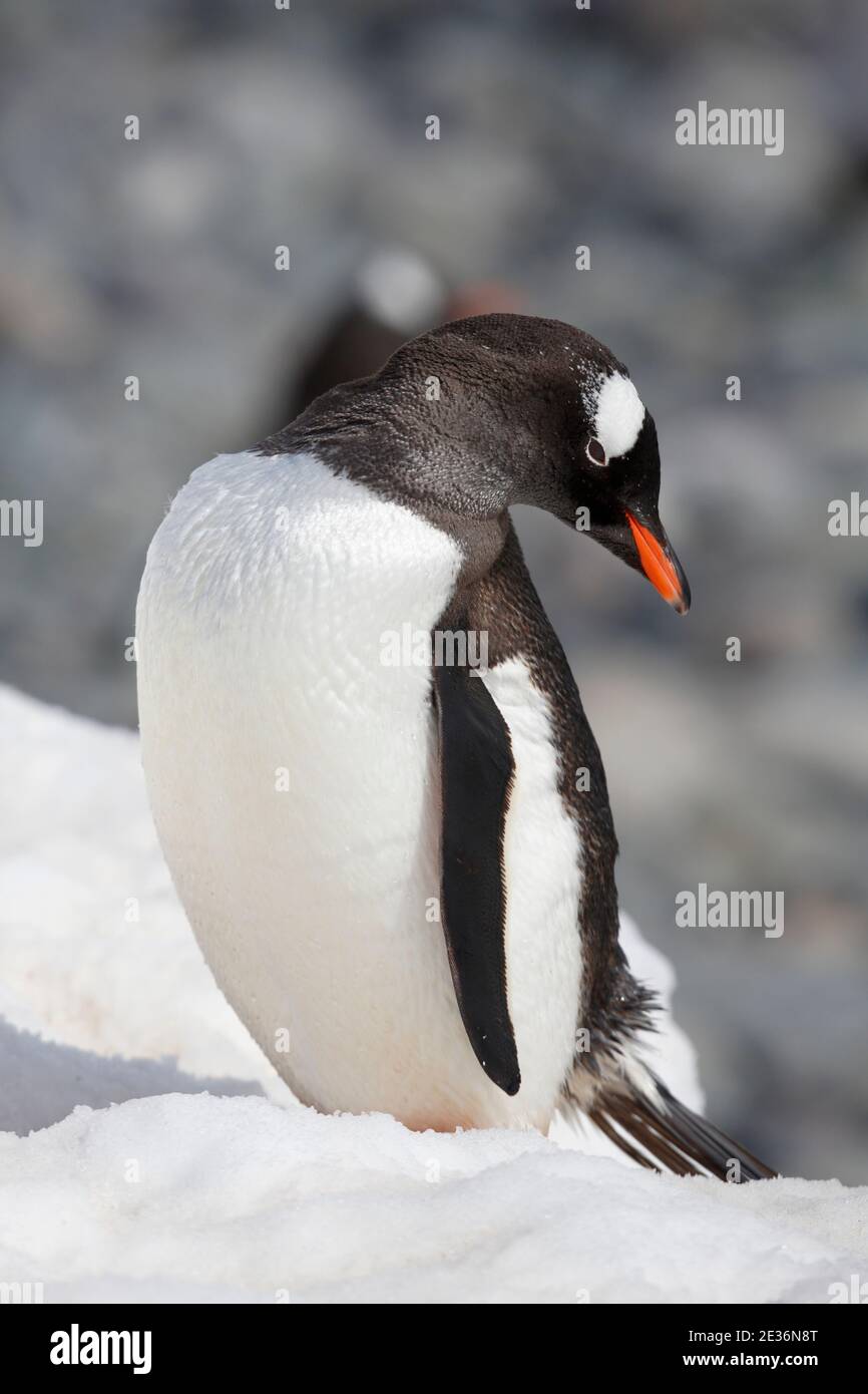 Gentoo Pinguine (Pygoscelis papua), Wandern auf Schnee, Danco Coast, Graham Land, Antarktis 15. Dez 2015 Stockfoto