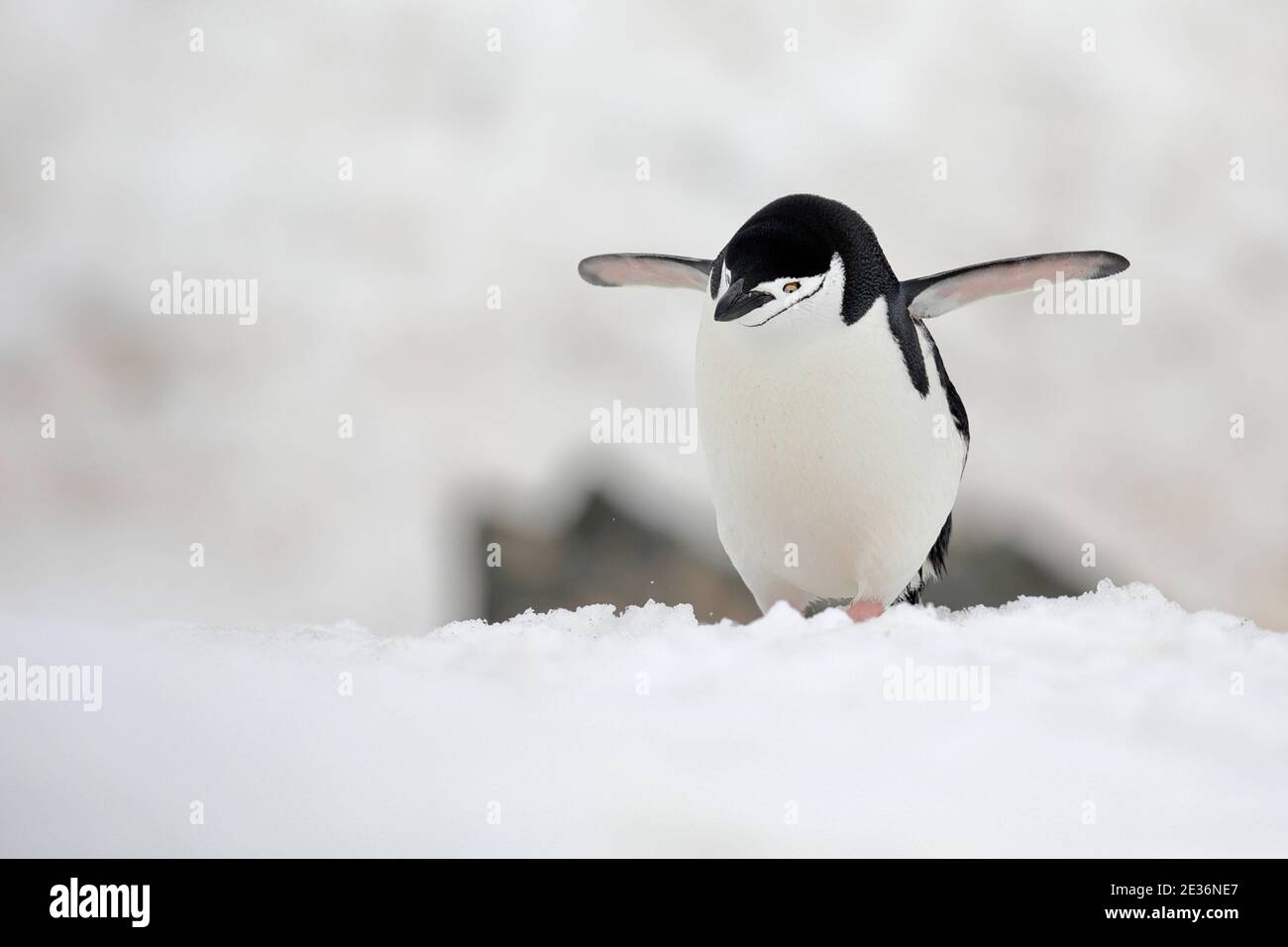 Kinnstrap Penguin (Pygoscelis antarcticus), auf der Halbmondinsel, nahe der Antarktischen Halbinsel, 14. Dezember 2015 Stockfoto