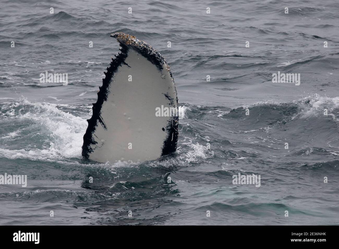 Buckelwal (Megaptera novaeangliae), Drake Passage, Südatlantik 16. Dez. 2015 Stockfoto