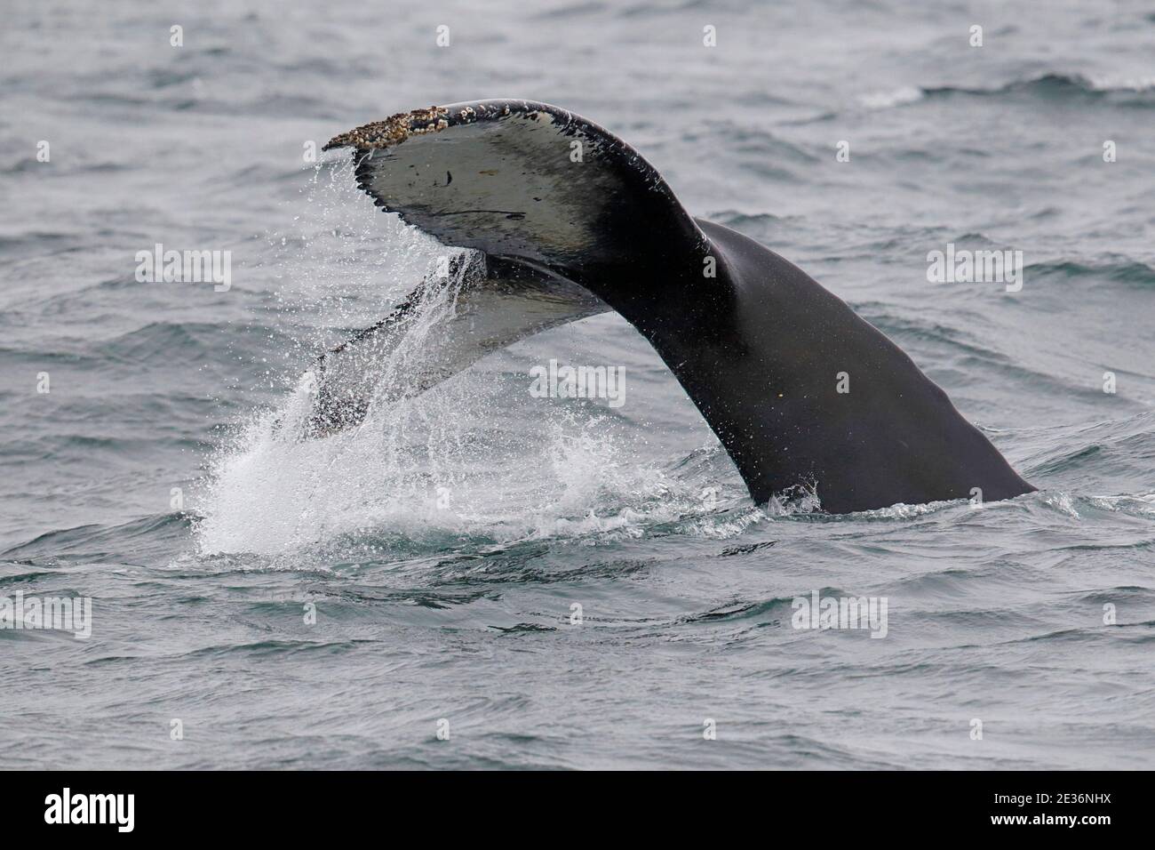 Schwanzegel eines Buckelwals (Megaptera novaeangliae), Drake Passage, Südatlantik 17. Dezember 2015 Stockfoto