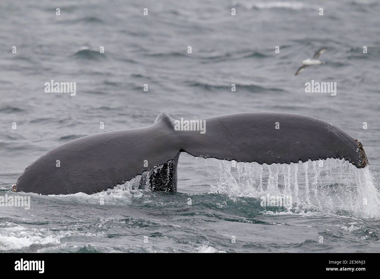 Schwanzegel eines Buckelwals (Megaptera novaeangliae), Drake Passage, Südatlantik 17. Dezember 2015 Stockfoto