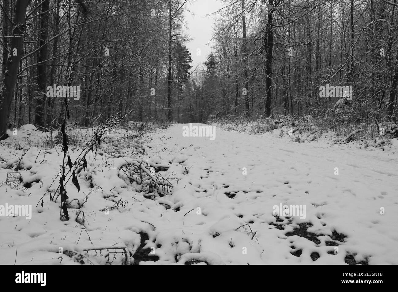 Landschaftlich schöner Blick auf schneebedeckte Waldwege Stockfoto