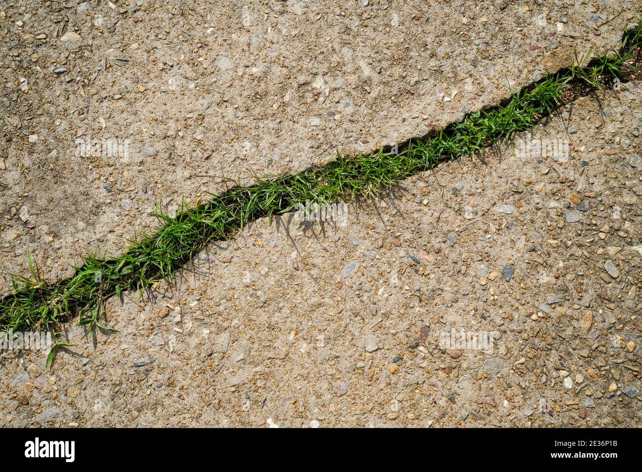 Riss in Betonboden, mit Gras wächst in ihm Stockfoto