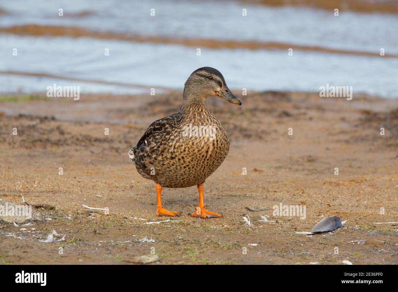 Weibliche Mallard am Sandstrand Stockfoto