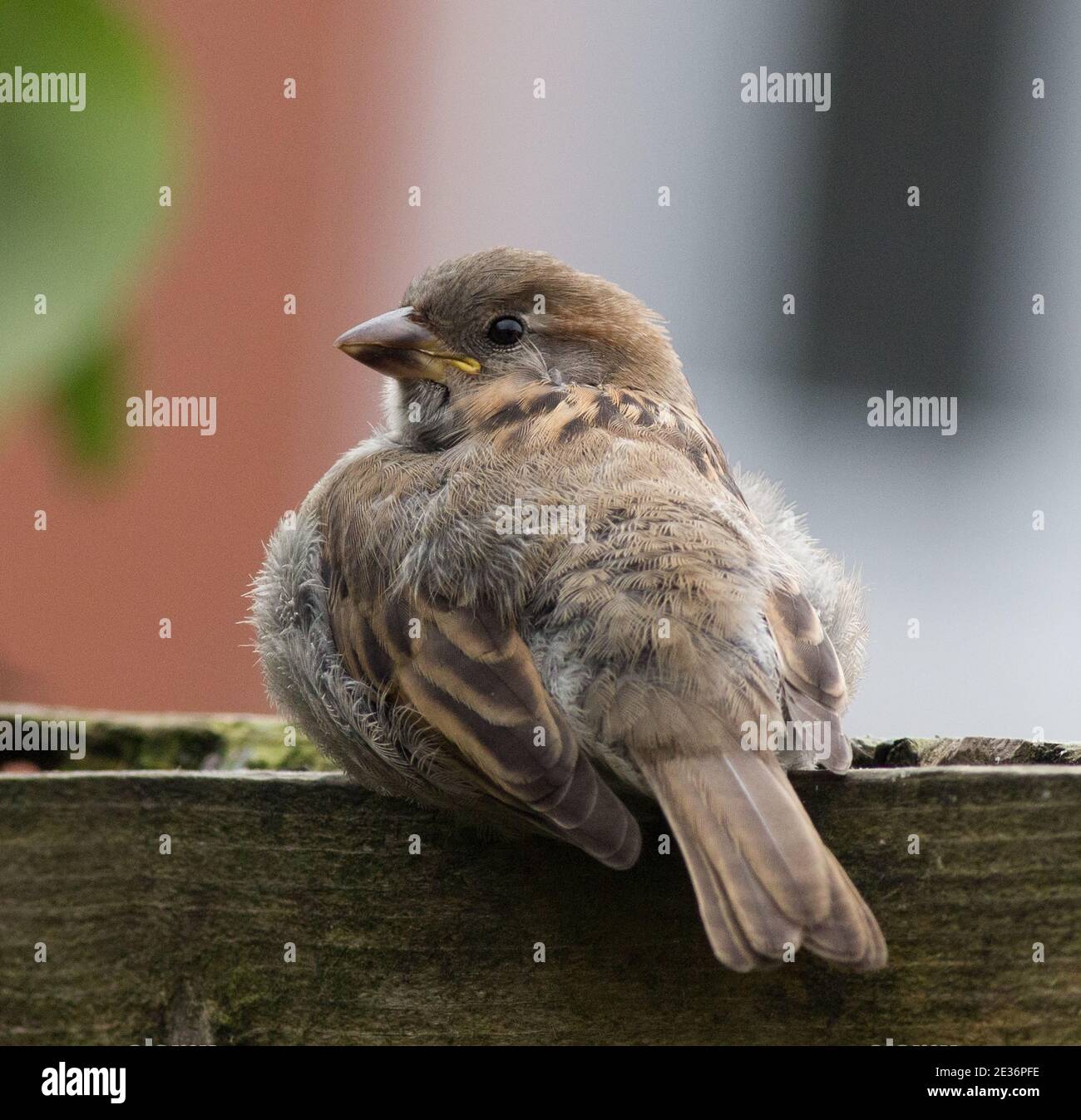 Haus Sparrow Jugendlich Weiblich Stockfoto