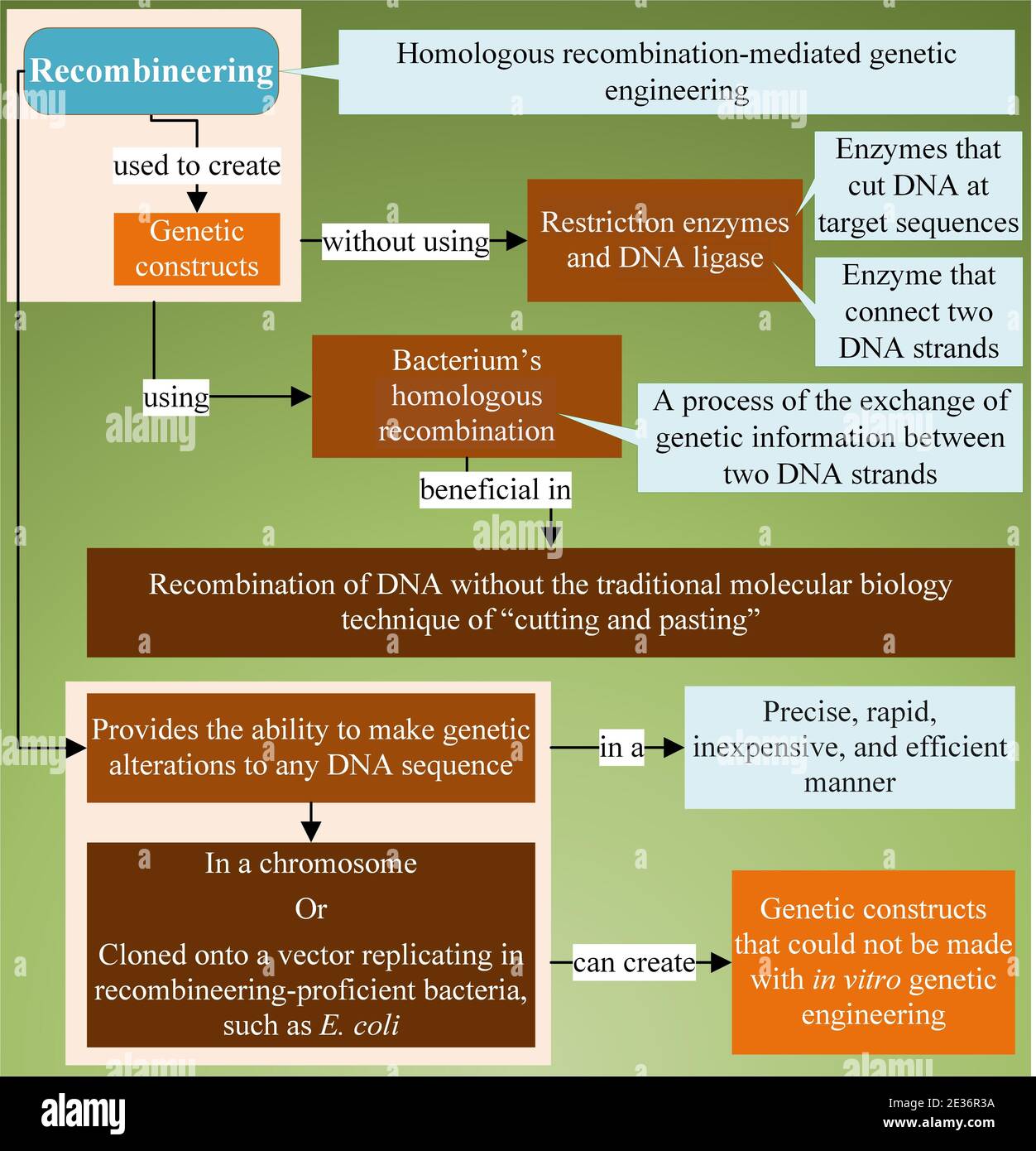 Recombineering - eine Technik in der Gentechnik Stockfoto