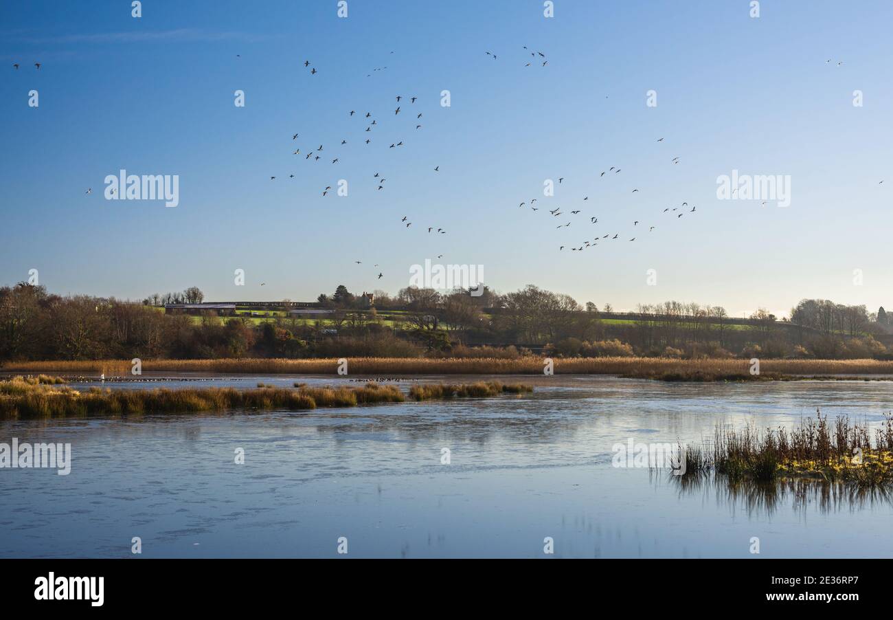 Eurasian Wigeon, Mareca penelope Vögel im Flug über Bowling Green Marsh und River Clyst, Topsham in Devon in England, Europa Stockfoto