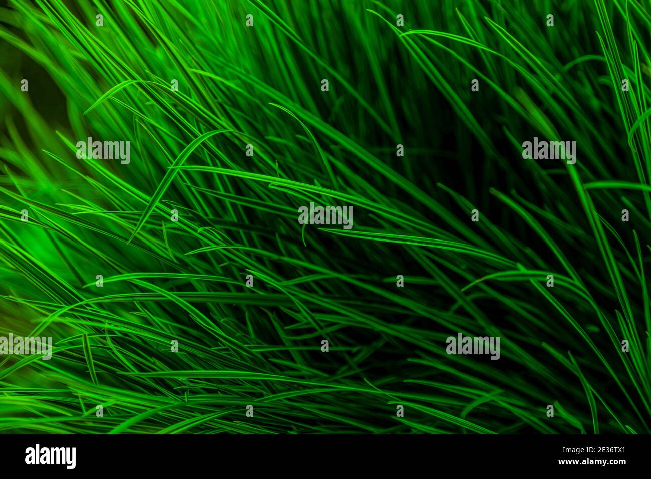 Grüner Gras Hintergrund. Natur, grün, schöne grasbewachsene Tapete. Muster. Stockfoto