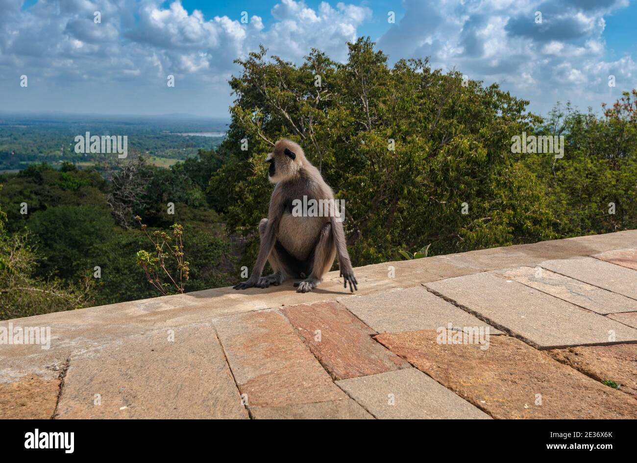 Graue (Hanuman) Langur in Sri Lanka auf einem Steinpfad Mit dem Dschungel im Hintergrund Stockfoto