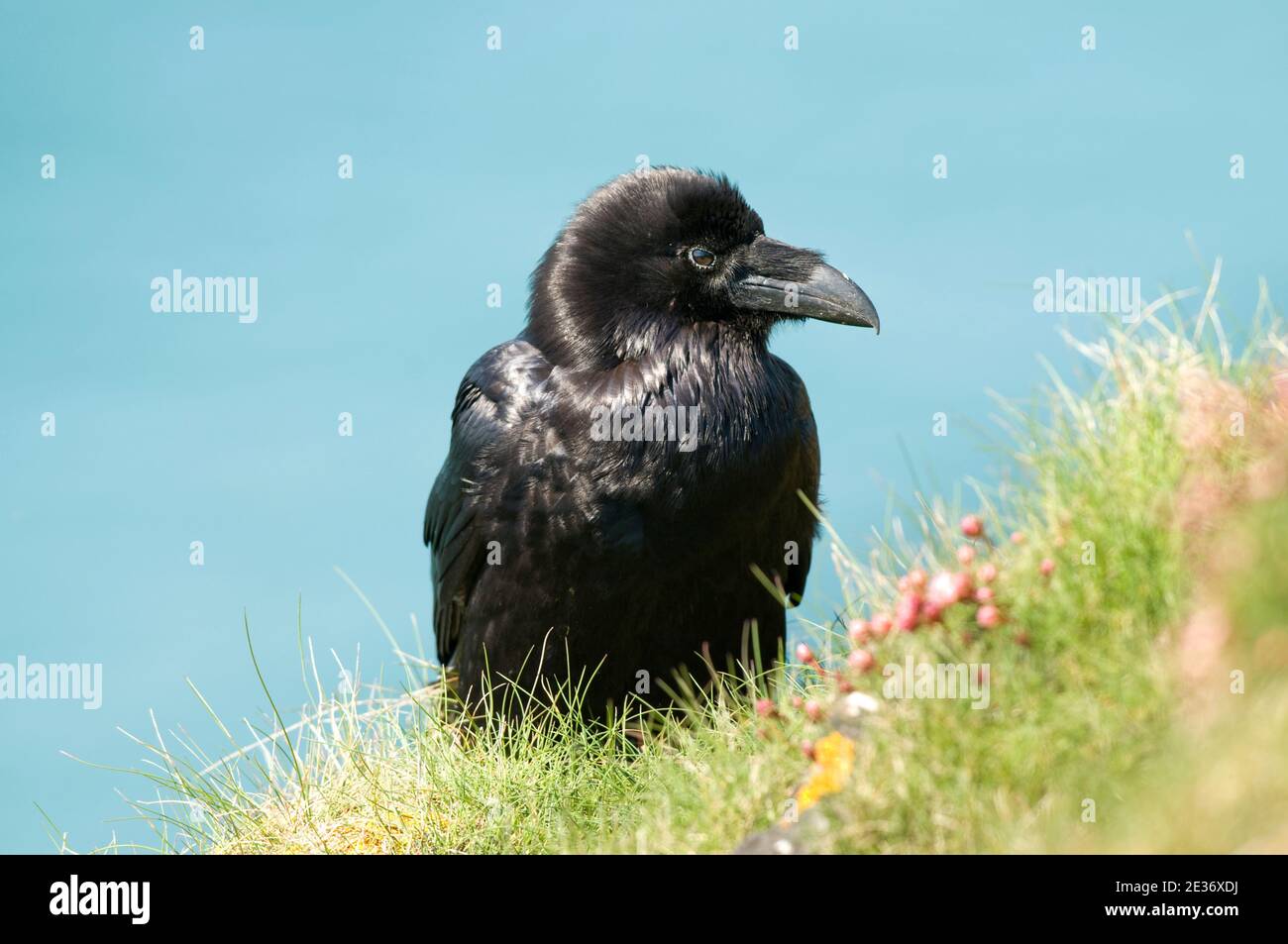 Raven, Corvus corax, auf frühlingshaften Klippen mit Meer in der Ferne in Kynance, Cornwall, 16th. April 2014. Stockfoto