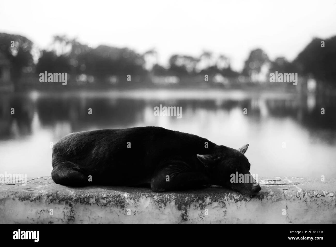 Streunende Hund schlafen mit schönen symmetrischen See im Hintergrund Stockfoto