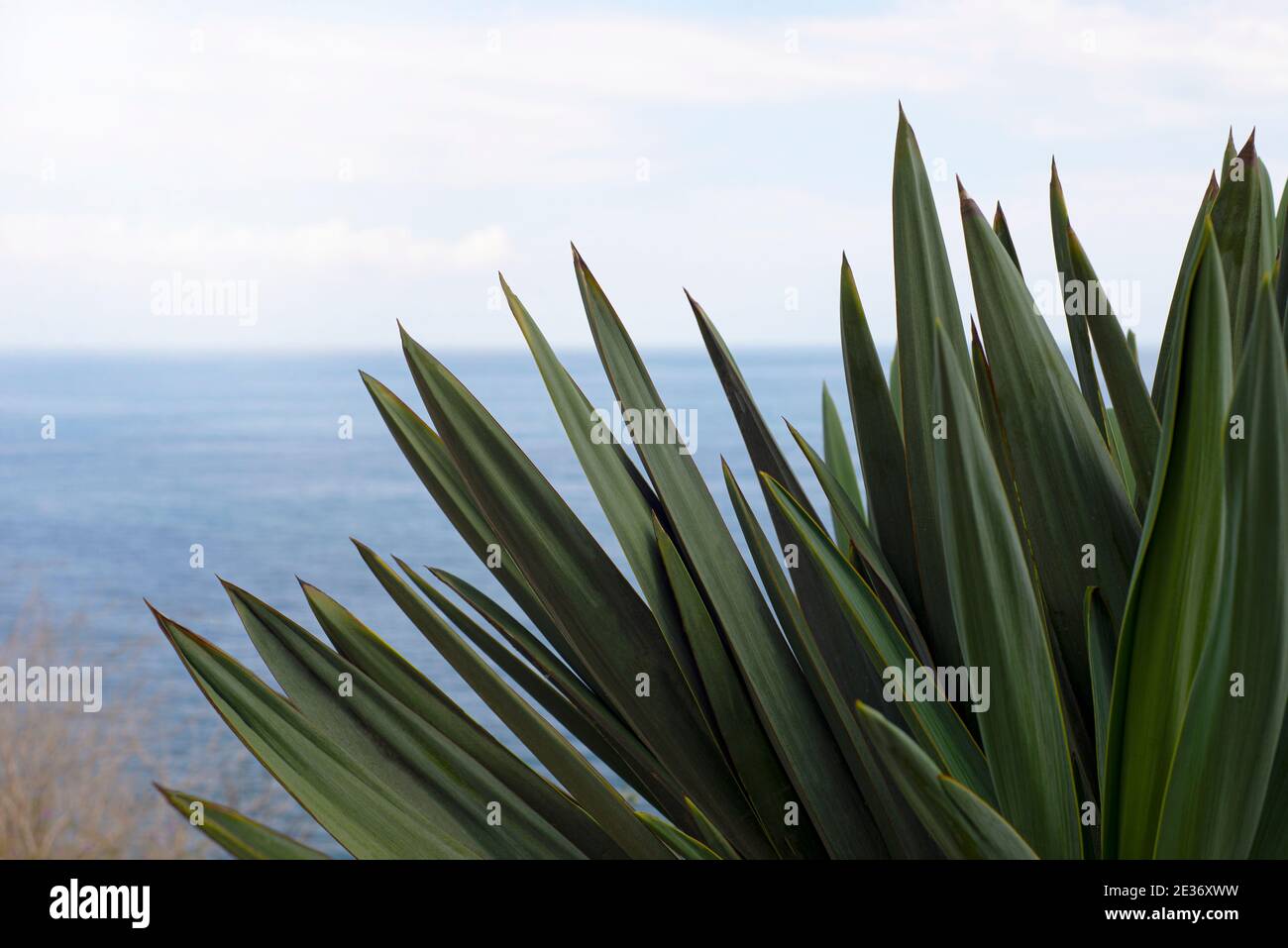 Spiky grüne Blätter sind nach oben gegen den Horizont mit blauem Himmel und Meer gerichtet. Platz für Text kopieren. Stockfoto