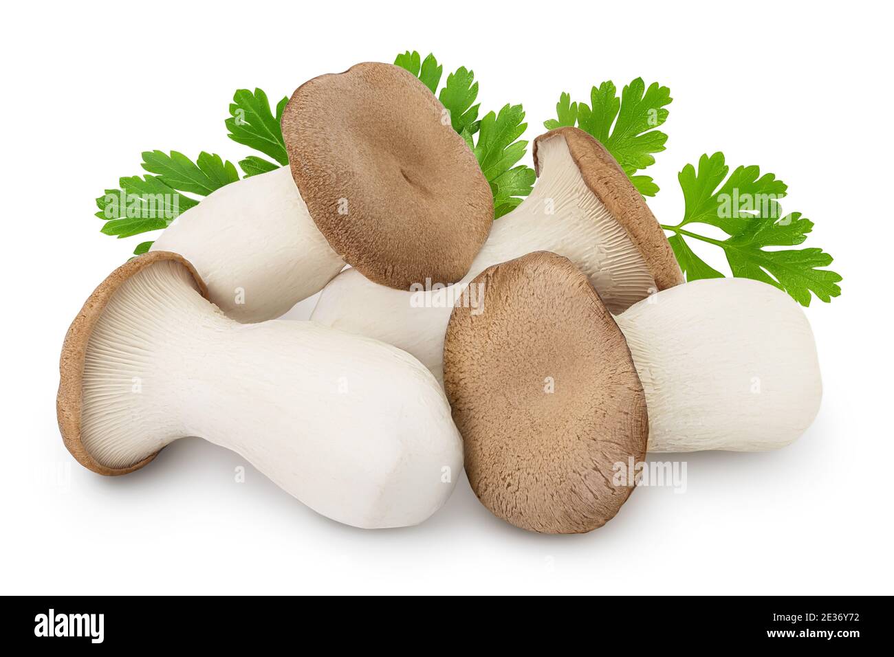 King Oyster Pilz oder Eringi isoliert auf weißem Hintergrund mit Clipping Pfad und volle Tiefenschärfe. Stockfoto