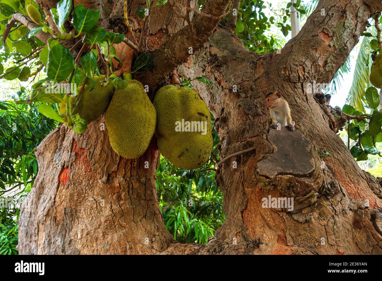 Toque Macaque Affe, Macaca sinica, Sri Lanka. Kleiner Affe auf einem Baum von reifen Jackfruits Stockfoto