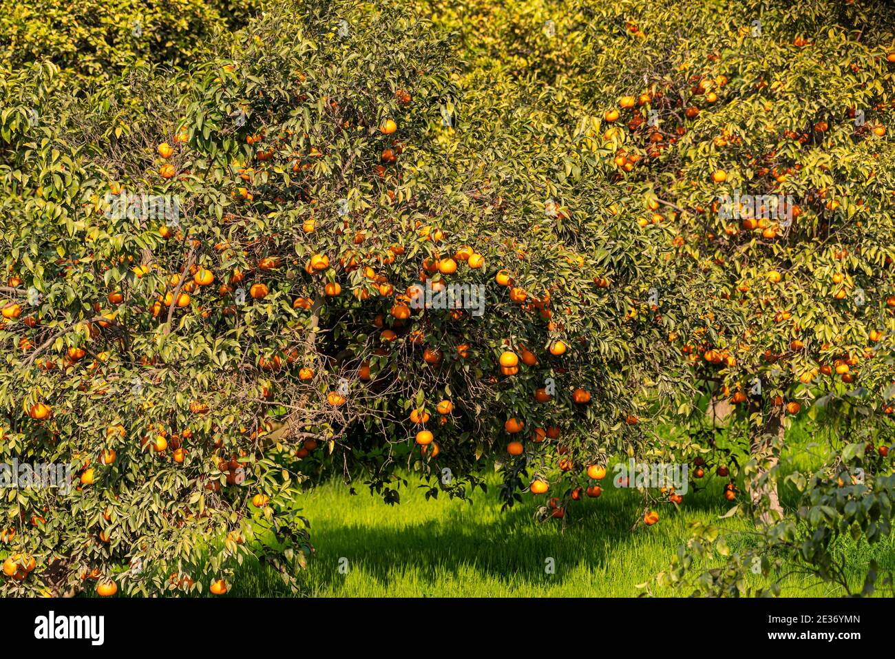 Citrus × sinensis, auch als Citrus sinensis bekannt, umfasst die häufig kultivierten süßen Orangen, einschließlich Blut-Orangen und Nabel Orangen Stockfoto