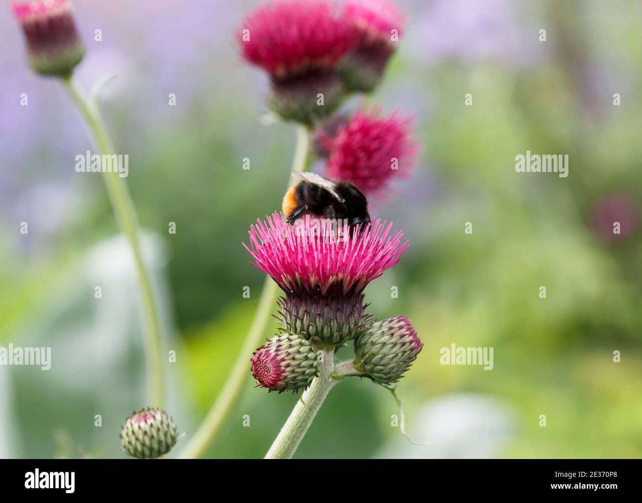 Rote Schwanzhummel (Bombus lapidarius) auf Zierdistel, Cirsium rivulare atropurpureum, Futter Stockfoto