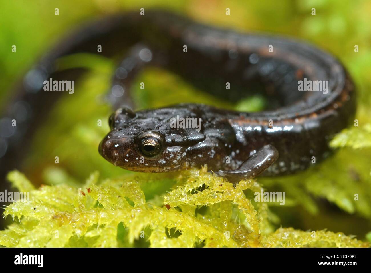 Nahaufnahme eines schwarzen Western-redback-Salamanders, Plethodon-Fahrzeug Stockfoto