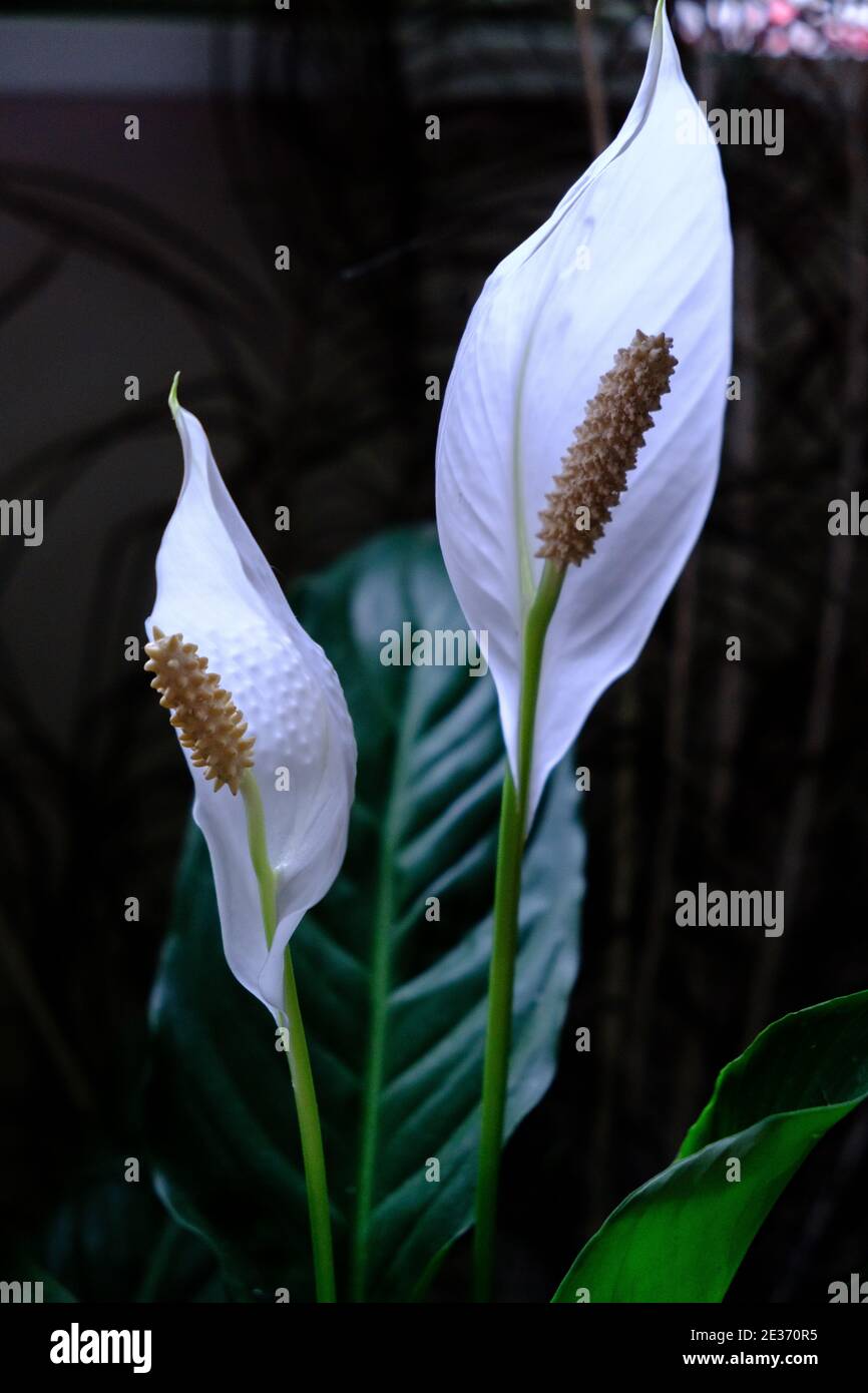 Eine Peace Lilly Pflanze mit zwei Blüten in voller Blüte. Stockfoto