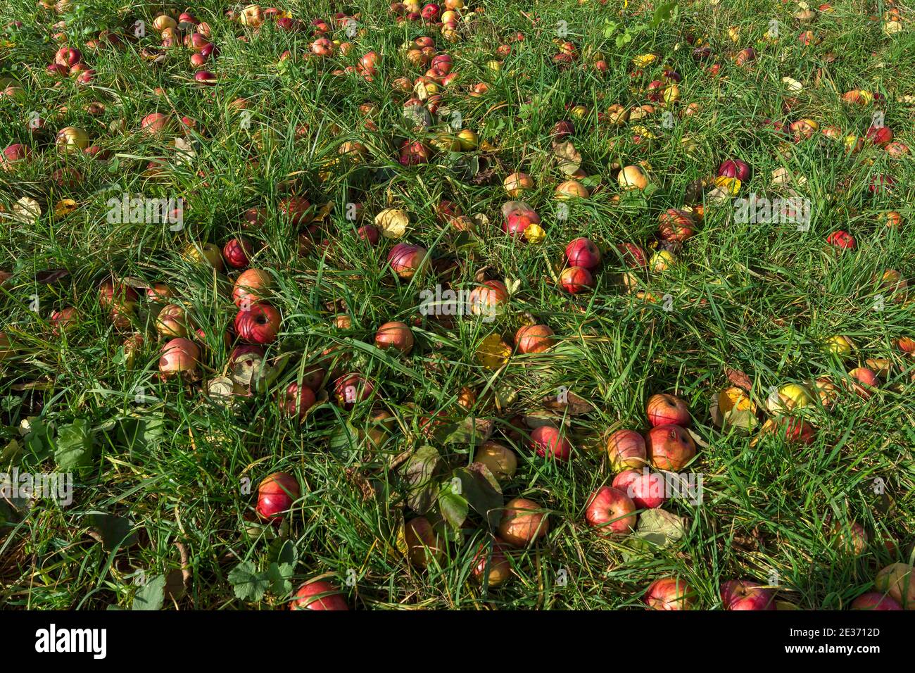 Gefallene Früchte im Gras, Äpfel (Malus), Bayern, Deutschland Stockfoto