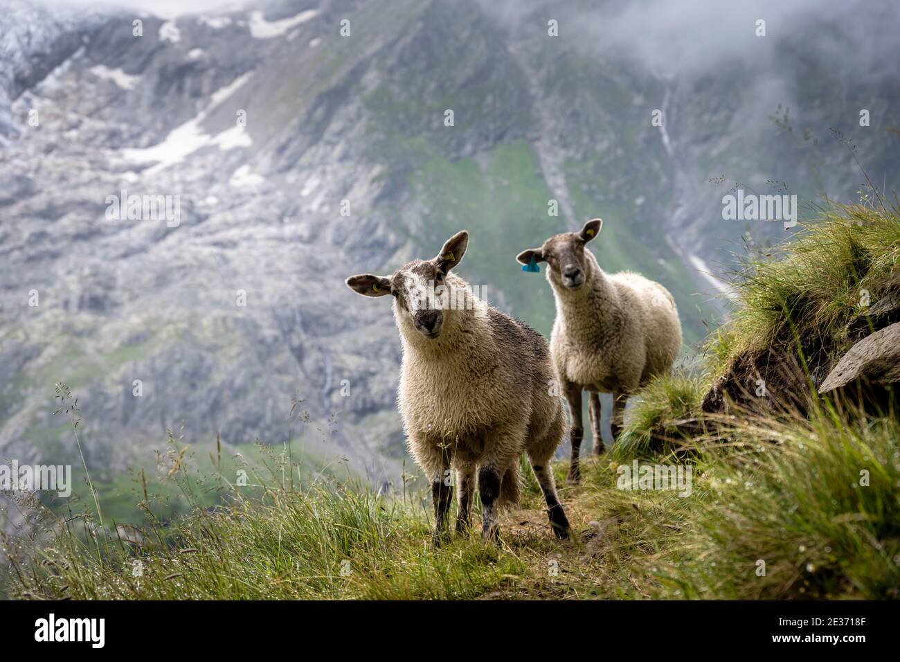 Lamm steht an der Ausfahrt, Berner Oberland, Schweiz Stockfoto