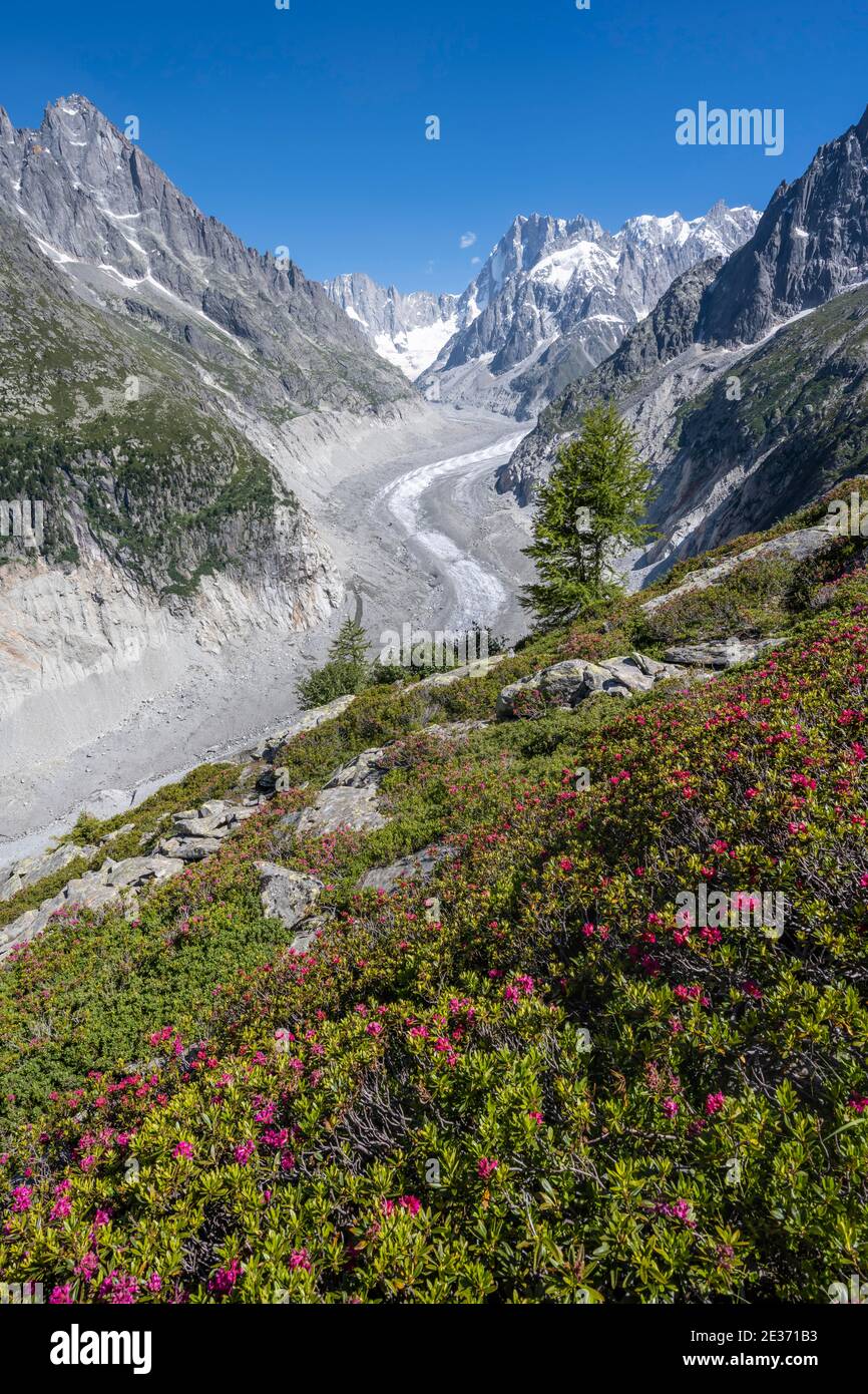 Alpenrosen, Gletscherzunge Mer de Glace, im Hintergrund Grandes Jorasses, Mont Blanc Gebiet, Frankreich Stockfoto