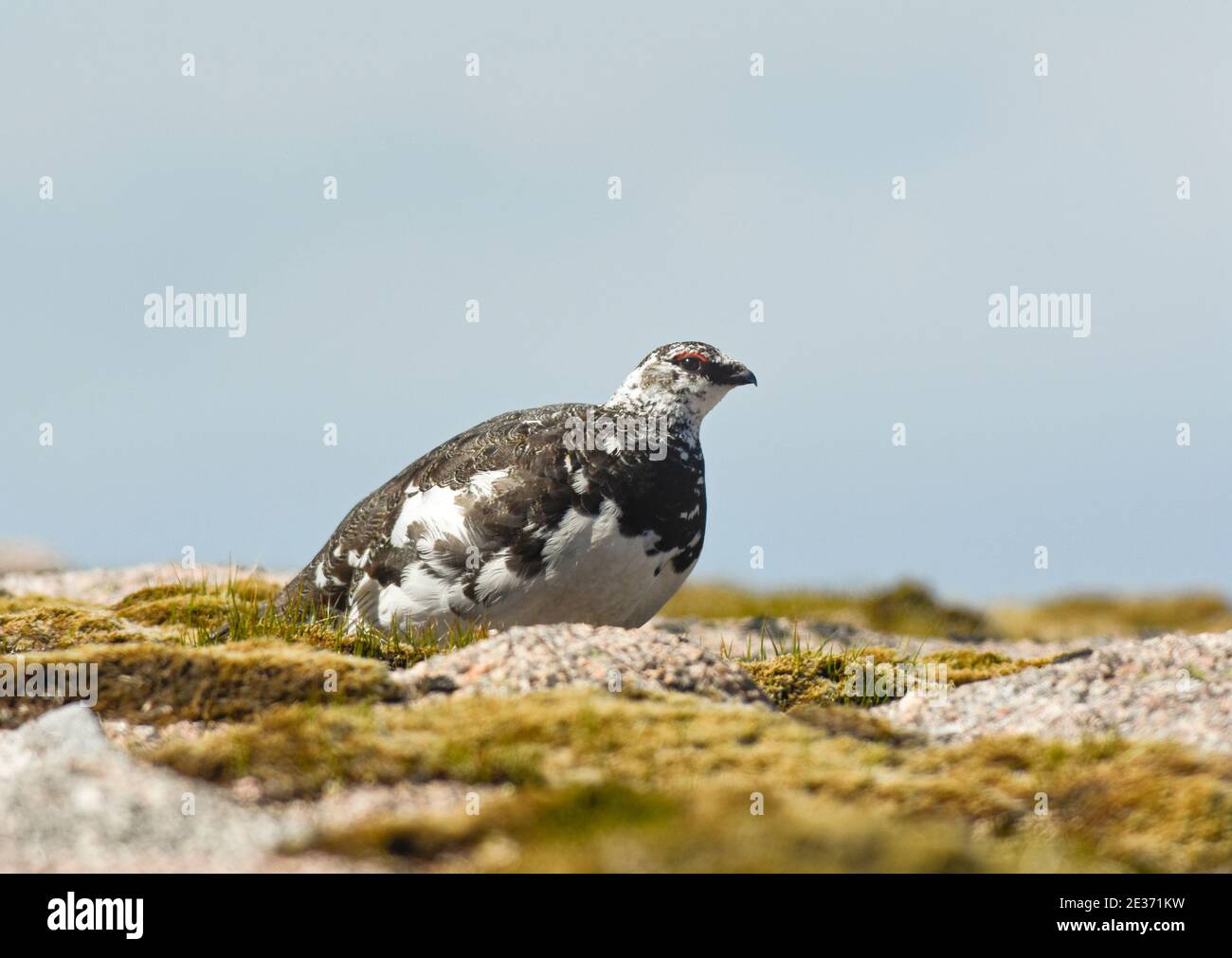 Sommer gefiederter Rüde Ptarmigan, Lagopus mutus, gesehen in den Cairn Gorm Mountains, Schottland, 1. Juni 2016. Stockfoto
