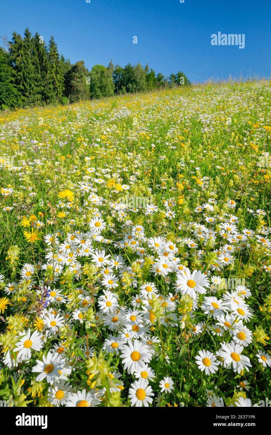 Magerwiese, Zürich Oberland, Schweiz Stockfoto