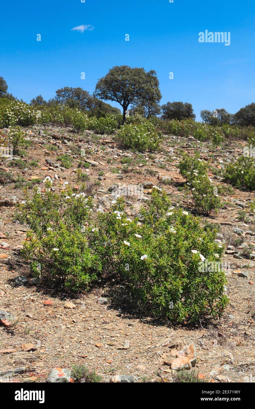 Typische Landschaft in der Sierra Morena, Spanien Stockfoto
