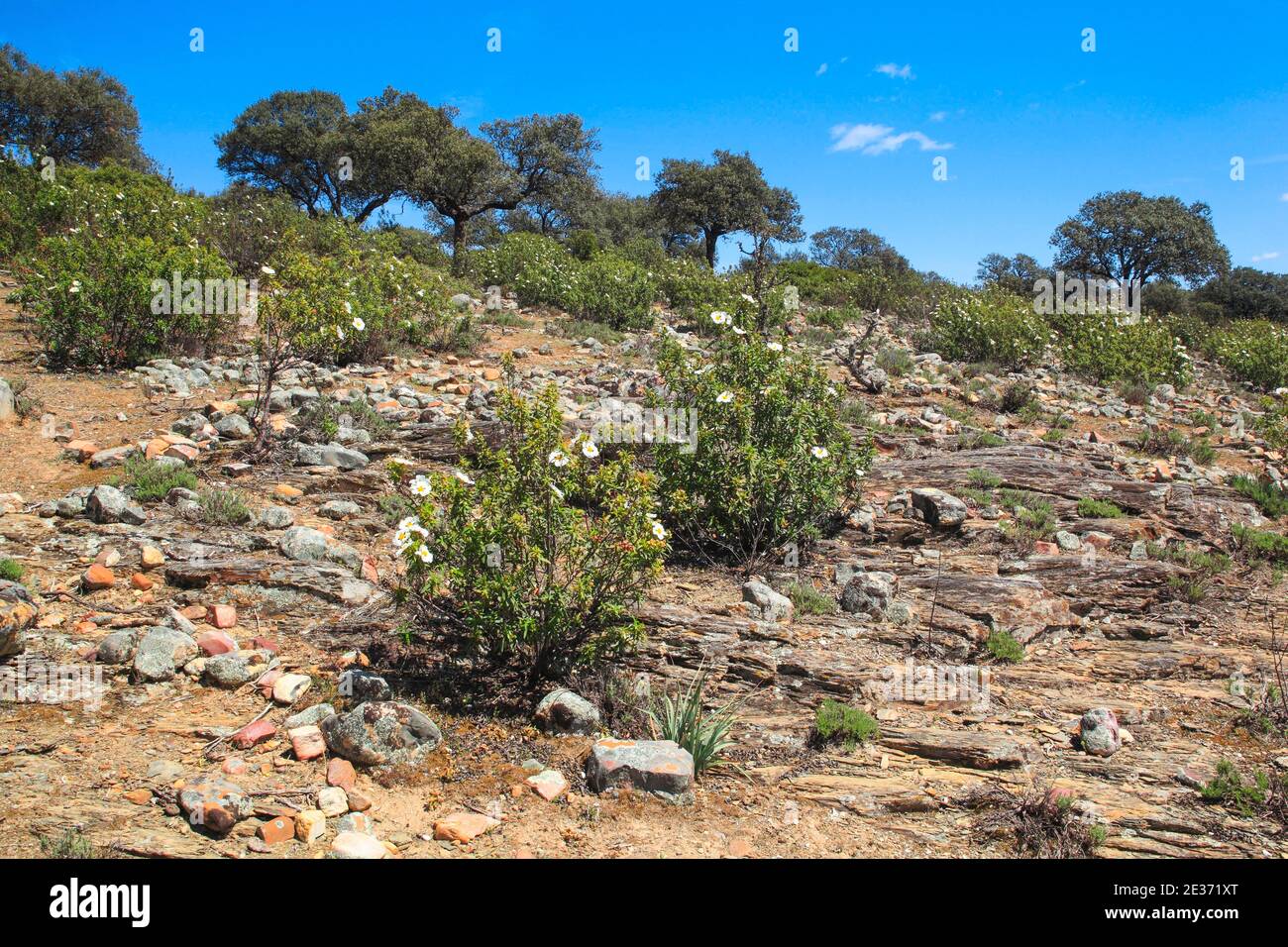 Typische Landschaft in der Sierra Morena, Spanien Stockfoto