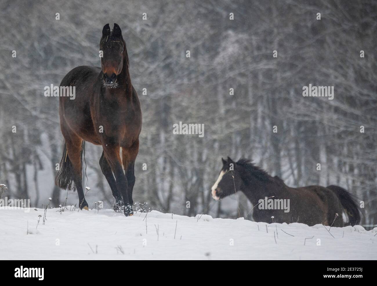 Rod Am Berg, Deutschland. Januar 2021. Pferde laufen durch dichten Schnee über ihr Paddock. Winter- und Freizeitsportler müssen sich derweil mit den Corona-bedingten Schließungen von Wintersportgebieten abfinden. Quelle: Boris Roessler/dpa/Alamy Live News Stockfoto