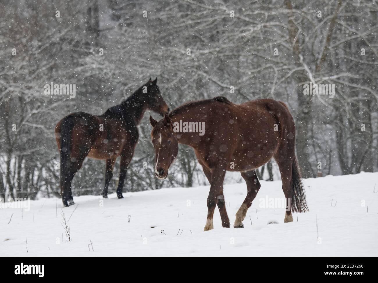 Rod Am Berg, Deutschland. Januar 2021. Pferde laufen durch dichten Schnee über ihr Paddock. Winter- und Freizeitsportler müssen sich derweil mit den Corona-bedingten Schließungen von Wintersportgebieten abfinden. Quelle: Boris Roessler/dpa/Alamy Live News Stockfoto