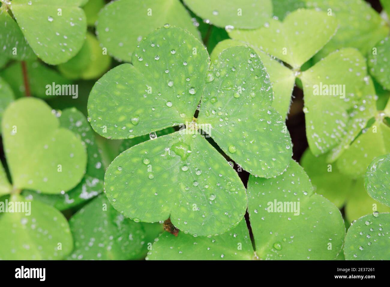 Waldklee mit Wassertropfen, Schweiz Stockfoto