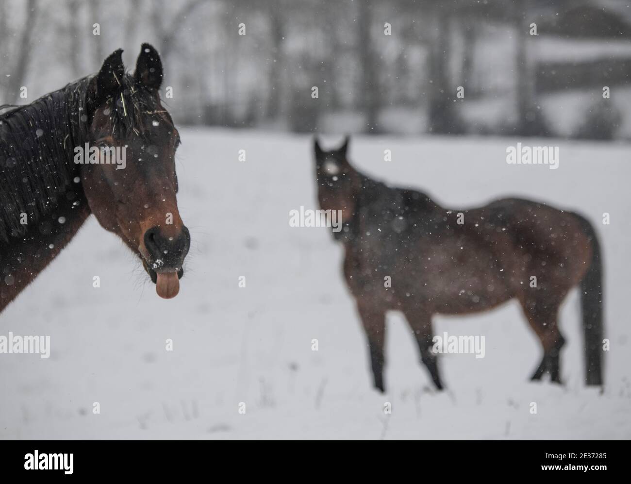 Rod Am Berg, Deutschland. Januar 2021. Pferde laufen durch dichten Schnee über ihr Paddock. Winter- und Freizeitsportler müssen sich derweil mit den Corona-bedingten Schließungen von Wintersportgebieten abfinden. Quelle: Boris Roessler/dpa/Alamy Live News Stockfoto