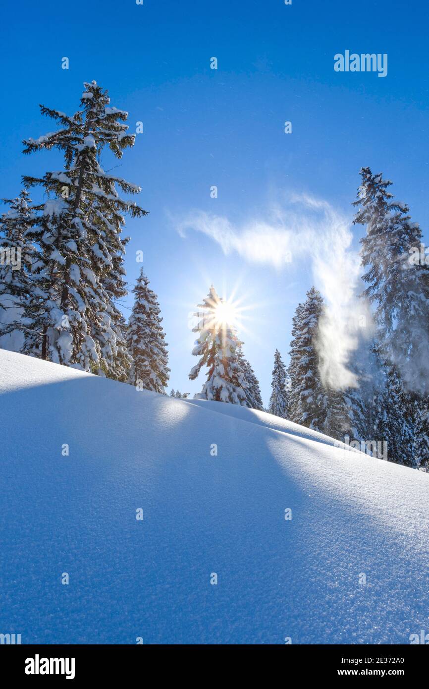 Schneebedeckter Tannenwald, Schweiz Stockfoto