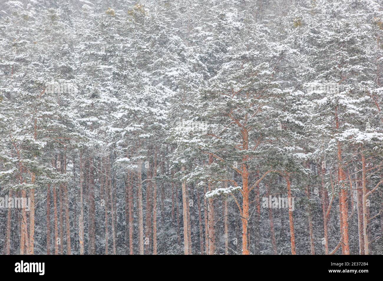 Verschneiten Wald, Schweiz Stockfoto