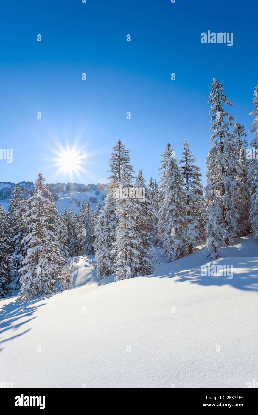 Schneebedeckter Tannenwald, Schweiz Stockfoto