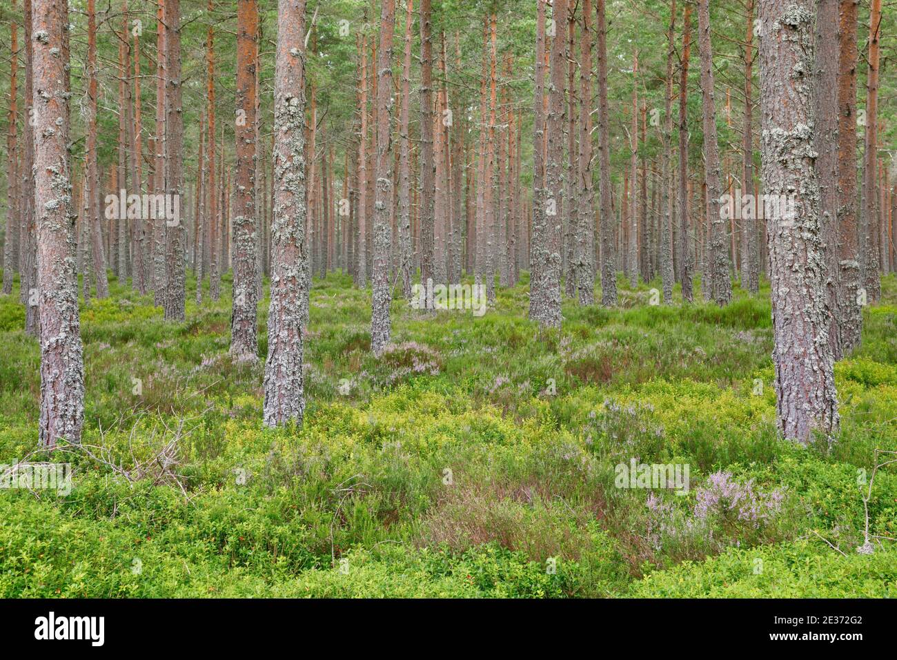 Pinien-Wald Stockfoto