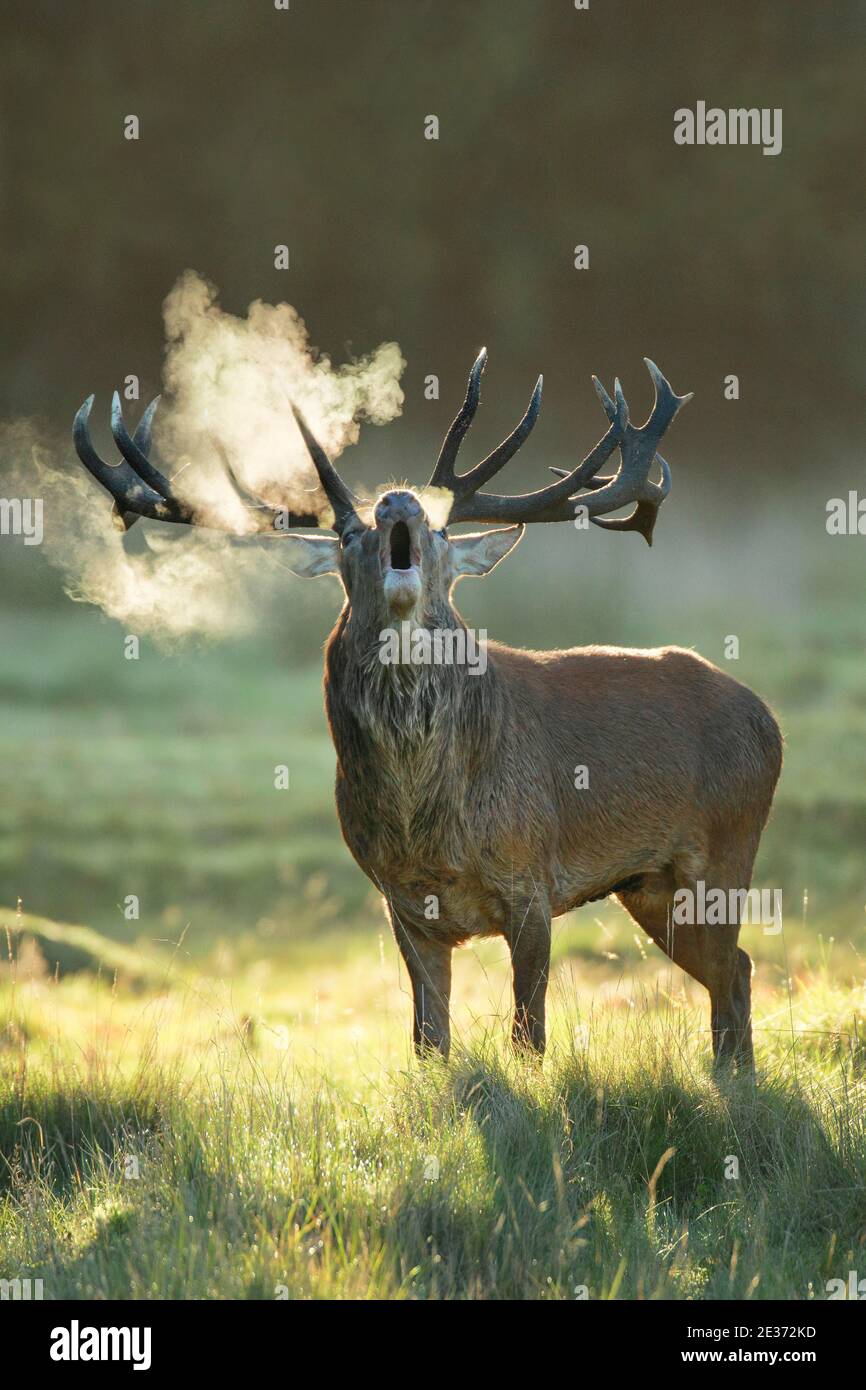 Rotwild im Richmond Park, England, Großbritannien Stockfoto