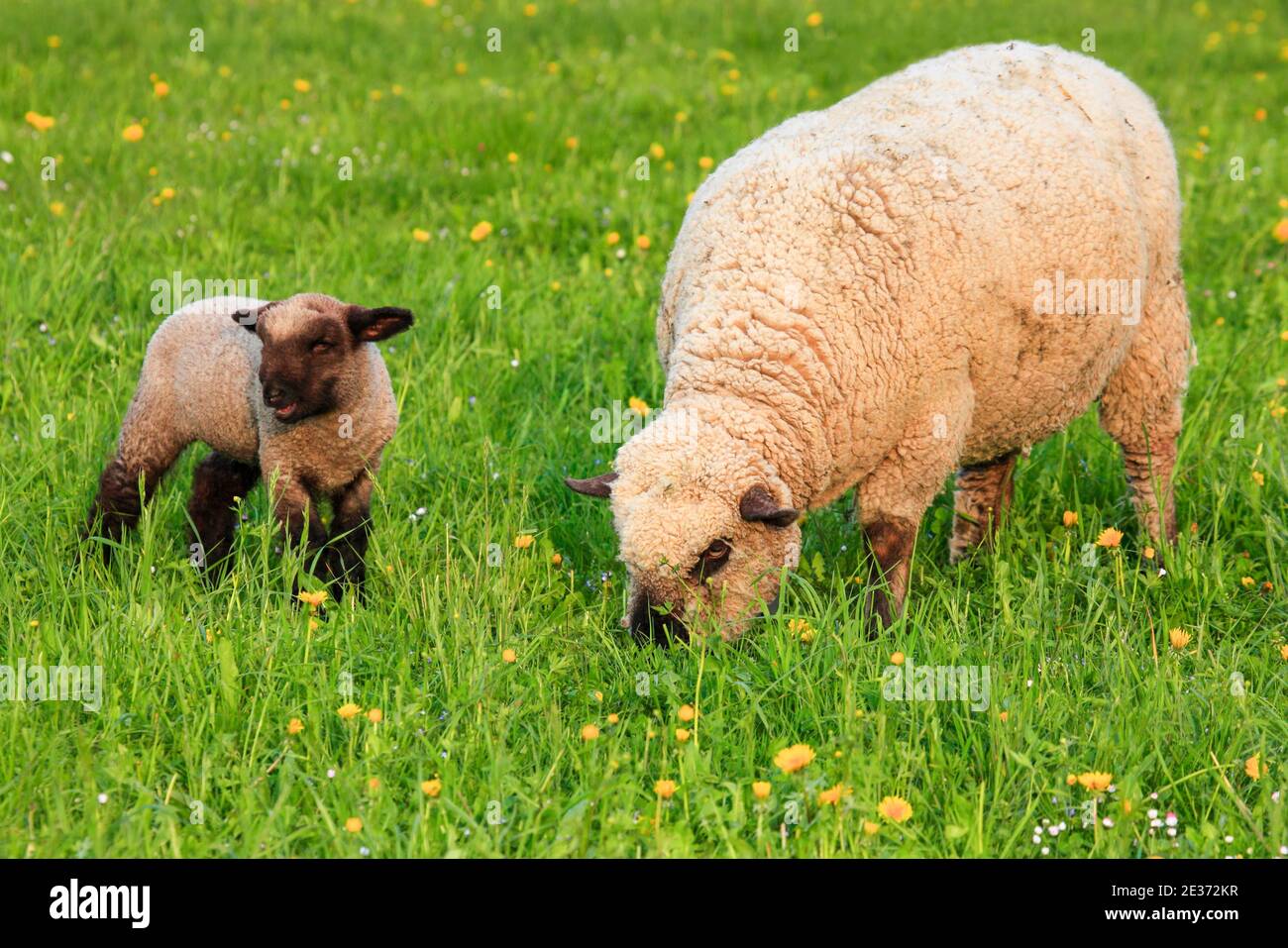 Braunkoaded Fleisch Schafe (Ovis ammon) widder, im Frühjahr, Schweiz Stockfoto