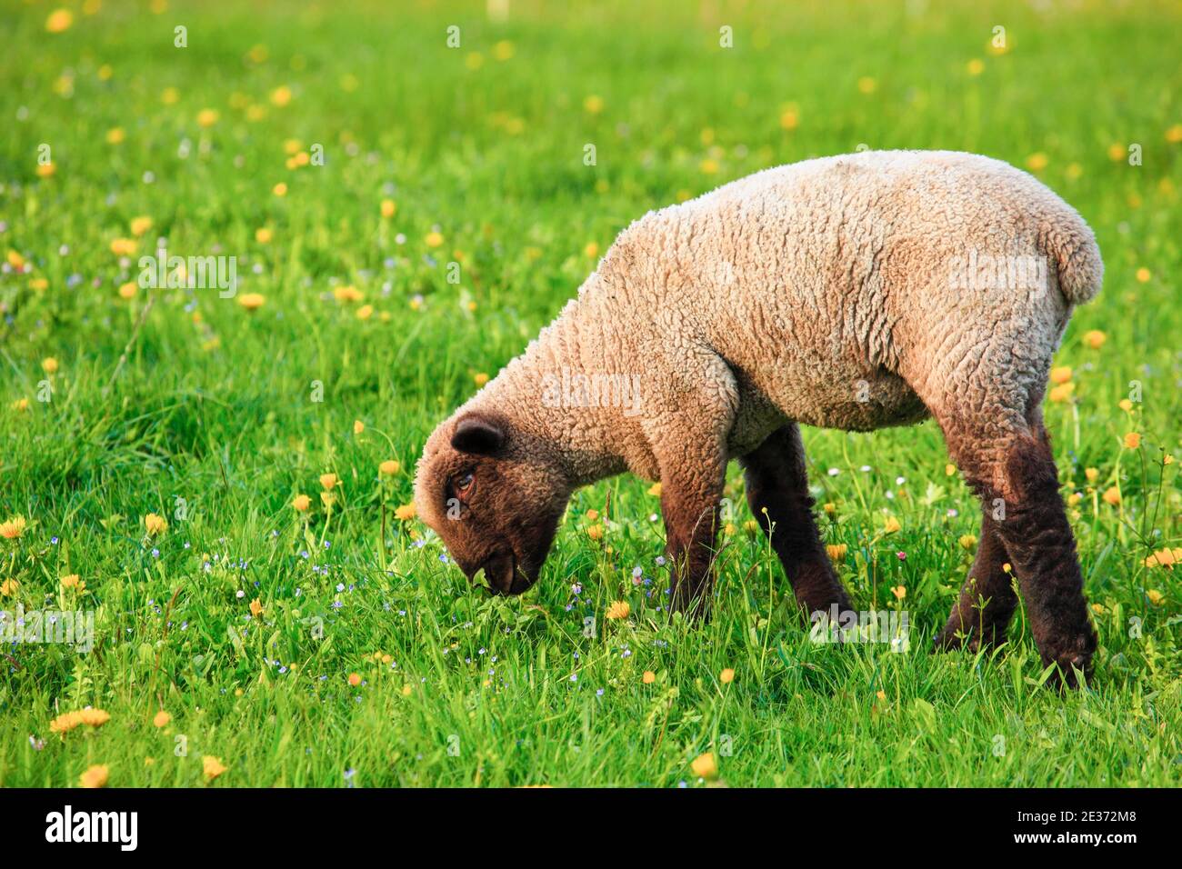 Braunkoaded Fleisch Schafe (Ovis ammon) widder, im Frühjahr, Schweiz Stockfoto